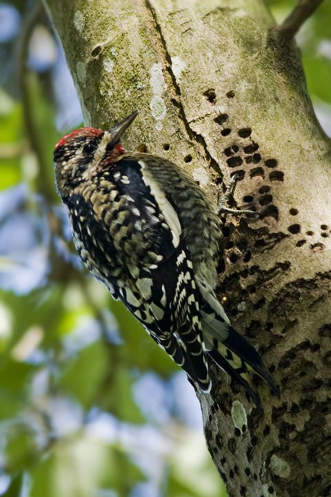 Yellow-Bellied Sapsucker